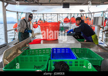 Kommerziellen Fischerboot Nordic Rand aus Vancouver Island, BC, Kanada, Angeln für Garnelen (wie Garnelen aber größer). Vorbereitung der Köder (eine Mischung aus Fisch teilen Stockfoto