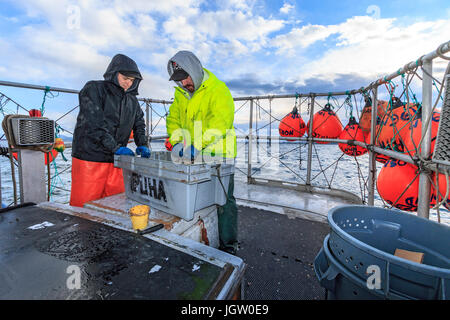 Kommerziellen Fischerboot Nordic Rand aus Vancouver Island, BC, Kanada, Angeln für Garnelen (wie Garnelen aber größer). Vorbereitung der Köder (eine Mischung aus Fisch teilen Stockfoto