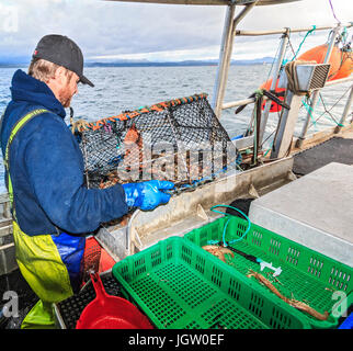 Kommerziellen Fischerboot Nordic Rand aus Vancouver Island, BC, Kanada, Angeln für Garnelen (wie Garnelen aber größer). Empting die Falle auf die Sortierung t Stockfoto