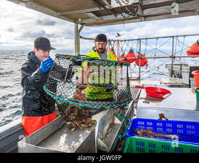 Kommerziellen Fischerboot Nordic Rand aus Vancouver Island, BC, Kanada, Angeln für Garnelen (wie Garnelen aber größer). Garnelen aus Falle auf Art entleeren Stockfoto