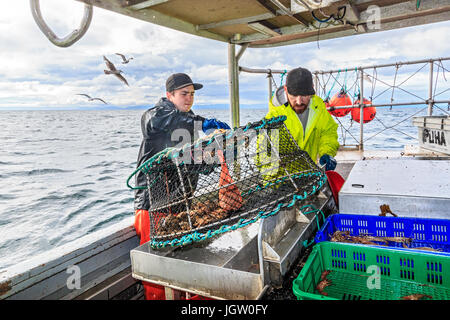 Kommerziellen Fischerboot Nordic Rand aus Vancouver Island, BC, Kanada, Angeln für Garnelen (wie Garnelen aber größer). Garnelen aus Falle auf Art entleeren Stockfoto