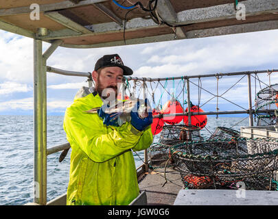 Kommerziellen Fischerboot Nordic Rand aus Vancouver Island, BC, Kanada, Angeln für Garnelen (wie Garnelen aber größer). Nicht alles in der Falle ist ein pra Stockfoto