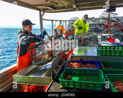 Kommerziellen Fischerboot Nordic Rand aus Vancouver Island, BC, Kanada, Angeln für Garnelen (wie Garnelen aber größer). Garnelen aus Falle auf Art entleeren Stockfoto