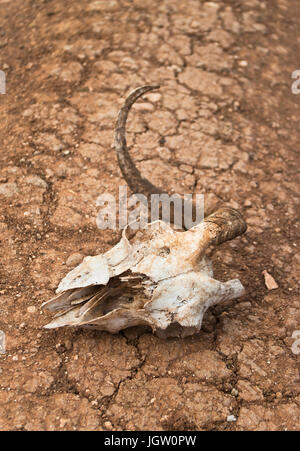 Ziege Schädel auf rissige Landstraße liegend Stockfoto