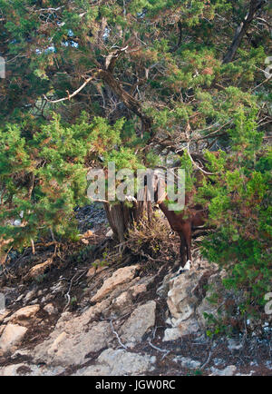 braune Ziege stehend unter Wacholder auf Akamas-Halbinsel, Zypern Stockfoto