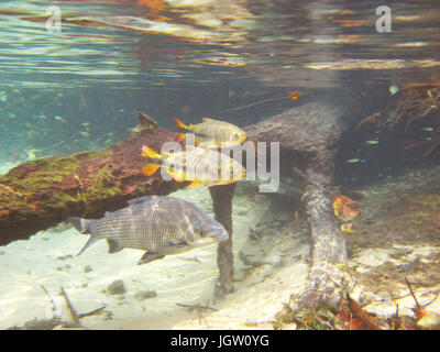 Fische, Curimbatá, Prochilodus Lineatus, Piraputangas, Brycon Hilarii, Bonito, Mato Grosso do Sul, Brasilien Stockfoto