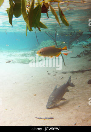 Fische, Curimbatá, Prochilodus Lineatus, Piraputangas, Brycon Hilarii, Bonito, Mato Grosso do Sul, Brasilien Stockfoto