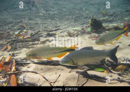 Fische, Curimbatá, Prochilodus Lineatus, Piraputangas, Brycon Hilarii, Bonito, Mato Grosso do Sul, Brasilien Stockfoto