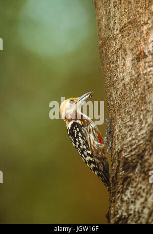 Gelb - gekrönte Specht, (Leiopicus mahrattensis) oder mahratta Specht, Weibchen im Nest hole, Keoladeo Ghana National Park, in Bharatpur, Indien Stockfoto