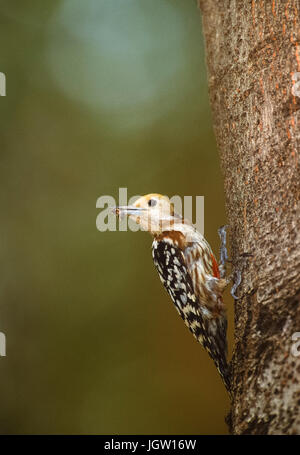 Gelb - gekrönte Specht, (Leiopicus mahrattensis) oder mahratta Specht, Weibchen im Nest hole, Keoladeo Ghana National Park, in Bharatpur, Indien Stockfoto