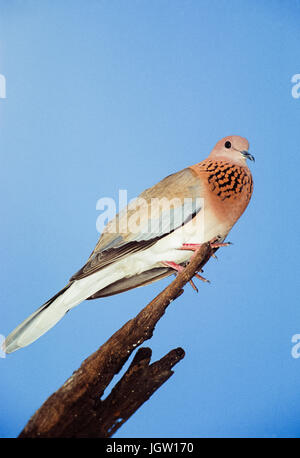 Lachende Taube (Spilopelia senegalensis), Keoladeo Ghana National Park, Bharatpur, Rajasthan, Indien Stockfoto