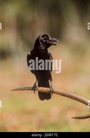 Indische Dschungel Krähen (Corvus culminatus), thront auf Spotted Deer Geweihen, Keoladeo Ghana National Park, Bharatpur, Rajasthan, Indien Stockfoto