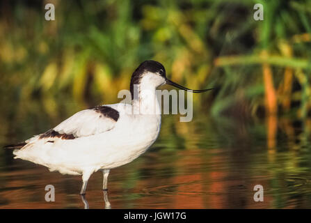 Pied Säbelschnäbler (Recurvirostra Avosetta), Snettishmam, Norfolk, Britische Inseln Stockfoto