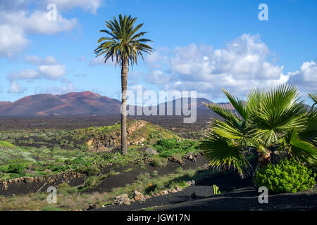 Vulkanische Landschaft zwischen Yaiza und Uga, hinter der Feuerberge Montanas del Fuego, Nationalpark Timanfaya auf Lanzarote, Kanarische Inseln, Europa Stockfoto