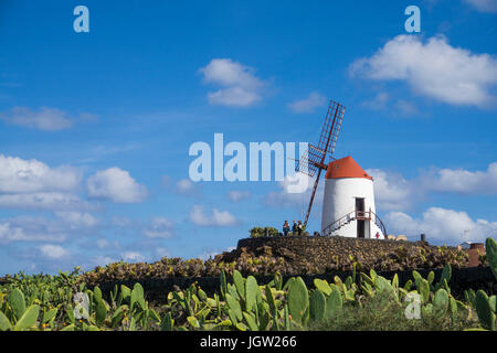 Cactus Feld an der Gofio-mühle, Jardin de Cactus, Guatiza, Insel Lanzarote, Kanarische Inseln, Spanien, Europa Stockfoto