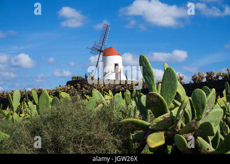 Cactus Feld an der Gofio-mühle, Jardin de Cactus, Guatiza, Insel Lanzarote, Kanarische Inseln, Spanien, Europa Stockfoto