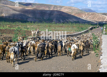 Ziege-herde bei Guatiza, Insel Lanzarote, Kanarische Inseln, Spanien, Europa Stockfoto