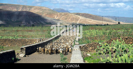 Ziege-herde bei Guatiza, Insel Lanzarote, Kanarische Inseln, Spanien, Europa Stockfoto