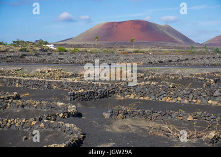 Vulkanischer Weinberge bei La Geria, hinter der Feuerberge, Montanas del Fuego, Nationalpark Timanfaya auf Lanzarote, Kanarische Inseln, Europa Stockfoto