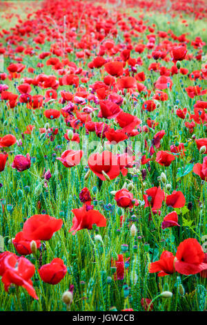 Mohnblumen auf ein Getreide-Feld. Stockfoto