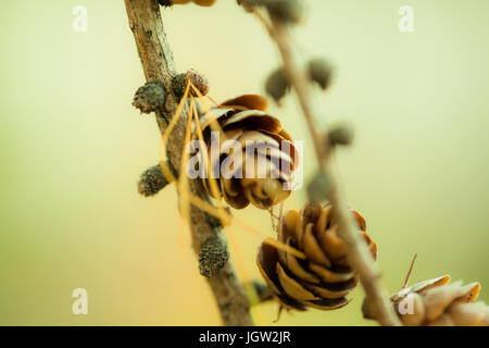 Rustikale Bilder von Tannenzapfen in freier Wildbahn Stockfoto