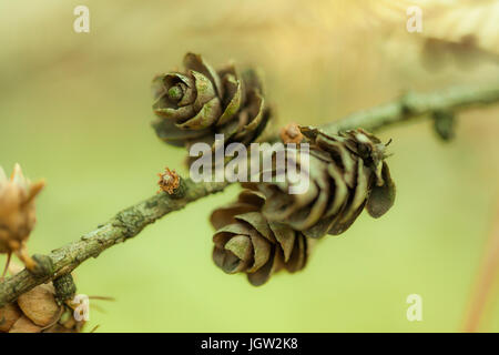 Rustikale Bilder von Tannenzapfen in freier Wildbahn Stockfoto