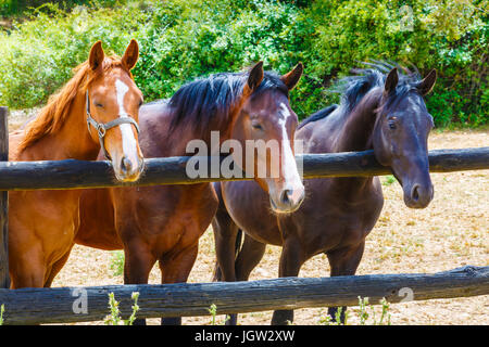 Pferde auf einer Farm. Stockfoto