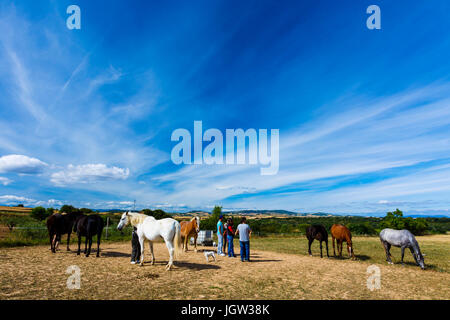 Pferde auf einer Farm. Stockfoto