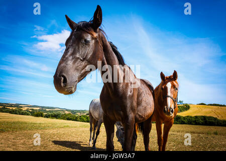 Pferde auf einer Farm. Stockfoto