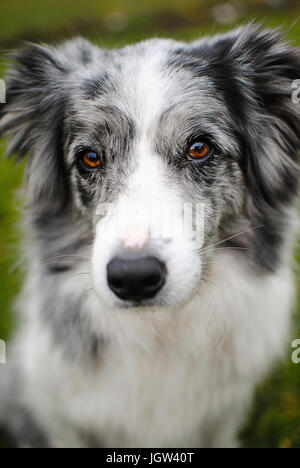 Blue Merle Border-collie Stockfoto
