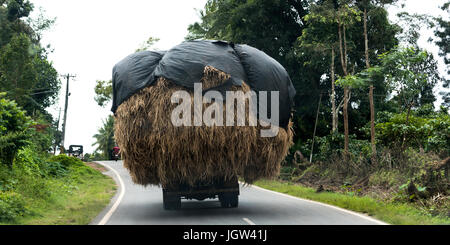 Alter Lkw trägt Futter (Heu) auf dem Dach auf dem Lande Coorg, Karnataka, Indien Stockfoto