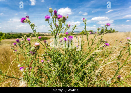 Stachelige Plumeless Distel Geschweißte Disteln Carduus acanthoides Wildblumen Wiese Niemand blühende Wildblume Carduus Blumen Landschaft Juli Sommerszene Stockfoto