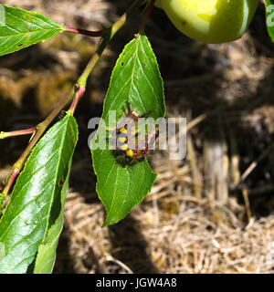 Ein Vapourer Moth [Rusty Tussock Moth] Caterpillar Fütterung auf einem Pflaumenbaum Blatt in einem Garten in Oxfordshire-England-Vereinigtes Königreich-UK Stockfoto