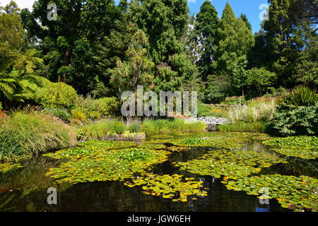 Seerosenteich in Royal Tasmanian Botanical Gardens in Hobart, Tasmanien, Australien Stockfoto