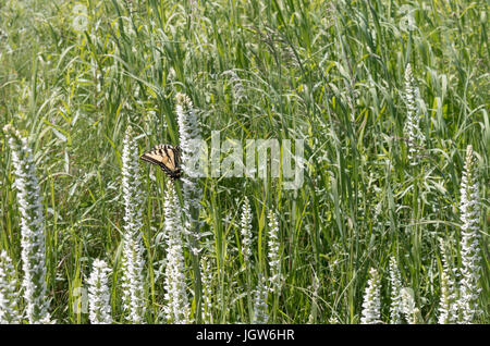 Gelb und Schwarz butterfly Kanadischen Tiger Schwalbenschwanz, Papilio canadensis, auf Wildflower Stockfoto