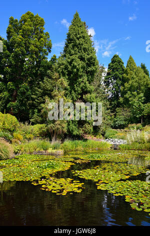 Seerosenteich in Royal Tasmanian Botanical Gardens in Hobart, Tasmanien, Australien Stockfoto