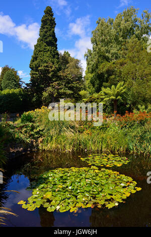 Seerosenteich in Royal Tasmanian Botanical Gardens in Hobart, Tasmanien, Australien Stockfoto