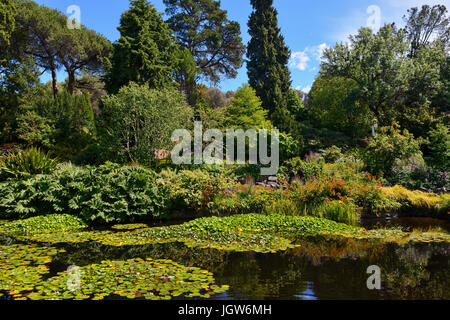 Seerosenteich in Royal Tasmanian Botanical Gardens in Hobart, Tasmanien, Australien Stockfoto