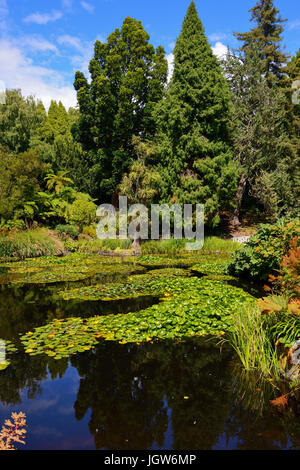 Seerosenteich in Royal Tasmanian Botanical Gardens in Hobart, Tasmanien, Australien Stockfoto