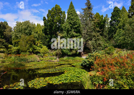 Seerosenteich in Royal Tasmanian Botanical Gardens in Hobart, Tasmanien, Australien Stockfoto