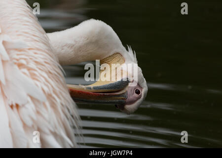 Eine Nahaufnahme Foto ein Rosapelikan mit seinen Kopf auf den Kopf nach unten und suchen eher komisch. Stockfoto