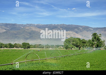 Rad-Linie Bewässerungssystem Bewässerung eines Luzerne-Felds im Owens Valley Stockfoto