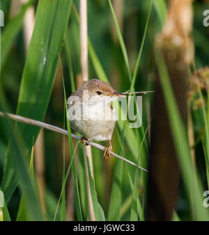 Reed Warbler (Acrocephalus Scirpaceus) Stockfoto