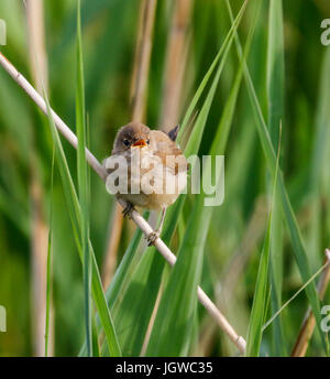 Reed Warbler Acrocephalus scirpaceus Stockfoto