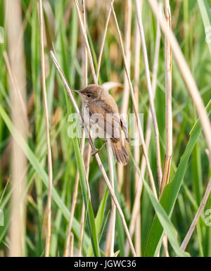 Reed Warbler Acrocephalus scirpaceus Stockfoto