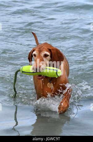 ungarischen Drahthaar Vizslas, spielen am Strand, North Uist, Schottland Stockfoto
