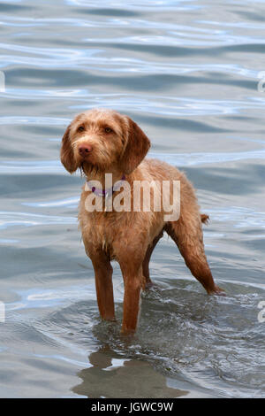 ungarischen Drahthaar Vizslas, spielen im Meer, North Uist, Schottland Stockfoto