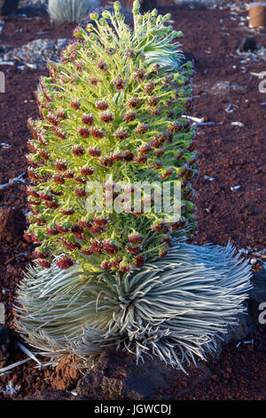 Silversword (Argyroxiphium Sandwicense) auf dem Gipfel des Haleakala auf Maui, Hawaii, USA. Stockfoto