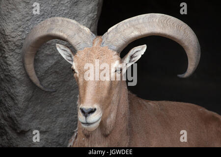 Mähnenspringer (Ammotragus Lervia). Tier, wildes Leben. Stockfoto