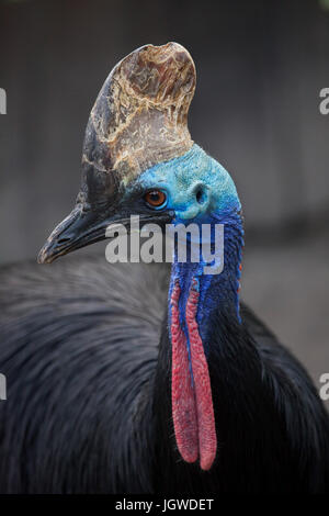 Südlichen Helmkasuar (Casuarius Casuarius), auch bekannt als die Doppel-Flecht-Kasuar. Stockfoto